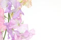 Various color of sweetpea in a white background