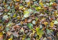 Fallen Autumn leaves background Royalty Free Stock Photo