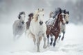 horses running in the snow