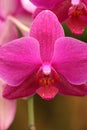 Various colored, and types of orchids.