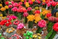 Various colorful blooming cactuses in pots on the market Royalty Free Stock Photo