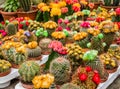 Various colorful blooming cactuses in pots on the market Royalty Free Stock Photo