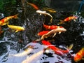 Various colorful carp Swimming in the pool