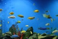 Various and colorful cichlids in aquarium. Royalty Free Stock Photo
