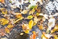 Various colorful fallen leaves frozen in puddle Royalty Free Stock Photo