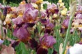 Various Colorful Flowers Of Bearded Irises
