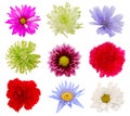 Various Colorful Flowers