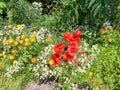 Various colorful flowers growing in summer garden. Poppy, Calendula officinalis and Matricaria chamomilla in spring field Royalty Free Stock Photo