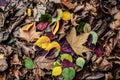 Various colorful leaves in early winter