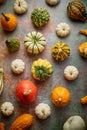 Various colorful mini pumpkins placed on rusty background