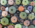 Various colorful sea urchin shells on pebbles and seaweed Royalty Free Stock Photo