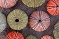 Various colorful sea urchin shells on wet sand, space for typing Royalty Free Stock Photo