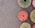 Various colorful sea urchin shells on wet sand, space for typing Royalty Free Stock Photo