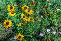 Various Colorful Texas Wildflowers