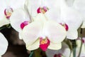 Thai Orchid in the garden . orchid is the queen of flower in the world