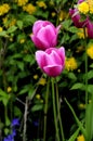 Various colour tulips flowers in one of the danish house in Kastrup Royalty Free Stock Photo