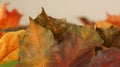 Closeup of Various Coloured Autumn Leaves against a light Background