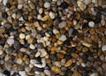 Various coloured pebbles on a beach