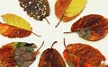 Various colourful autumn leaves on a light wood background