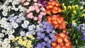 Various colourfull little flowers on the garden creates beautifull sight Royalty Free Stock Photo