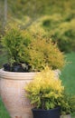 Various coniferous plants in flowerpots