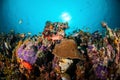 Various coral fishes, squirrelfish swim above coral reefs in Gili Lombok Nusa Tenggara Barat Indonesia underwater photo