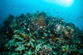 Various coral fishes, squirrelfish swim above coral reefs in Gili Lombok Nusa Tenggara Barat Indonesia underwater photo