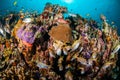 Various coral fishes, squirrelfish swim above coral reefs in Gili Lombok Nusa Tenggara Barat Indonesia underwater photo