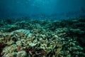 Various coral reefs and fishes in Derawan, Kalimantan, Indonesia underwater phot