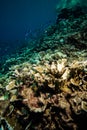Různý korál útesy a ryby v, indonésie 