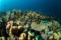 Various coral reefs and fishes in Gili, Lombok, Nusa Tenggara Barat, Indonesia underwater photo