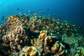 Various coral reefs and fishes in Gili, Lombok, Nusa Tenggara Barat, Indonesia underwater photo