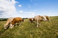 Various Cows Grazing A Field In English Countryside Royalty Free Stock Photo