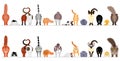 Various cute cats border in a row, front view and rear view