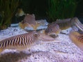 Various cuttlefishes