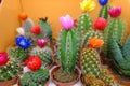 Various decorative indoor cactus