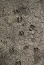 Various deer tracks in dry mud