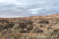 Various desert brush in front of mesa plateau in open desert range on cloudy day