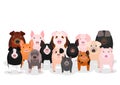 Various domestic pigs group Royalty Free Stock Photo