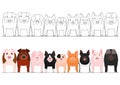 Various domestic pigs in a row Royalty Free Stock Photo