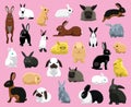 Various Domestic Rabbit Breeds Cartoon Vector Illustration Royalty Free Stock Photo