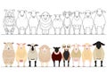 Various domestic sheep in a row