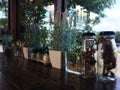 Various dried flowers in the close bottle on wooden table