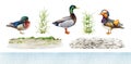 Various ducks with nature elements and ground set. Vintage style watercolor illustration. Hand painted mallard, mandarin Royalty Free Stock Photo