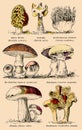 Various Edible And Conditionally Edible Mushrooms.