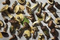 Various edible forest mushrooms on a white wooden table Royalty Free Stock Photo