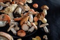 Various edible mushrooms collected in the forest. Royalty Free Stock Photo