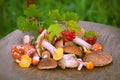 Various edible mushrooms in the forest. Royalty Free Stock Photo