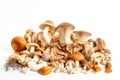 Various Edible Mushrooms