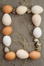 Various eggs frame